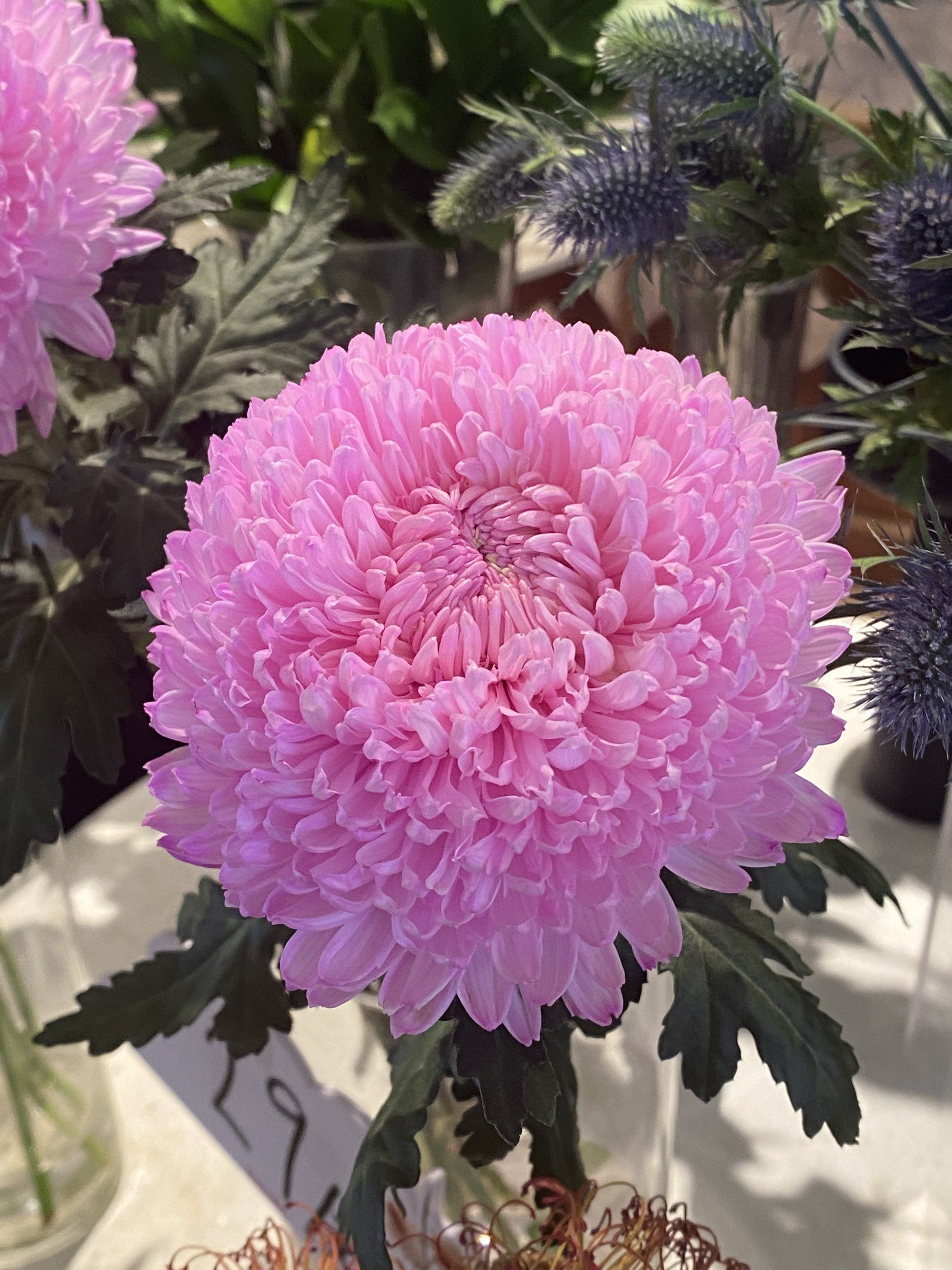 最难养的花是什么花?