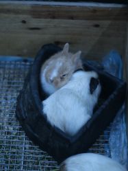 -神奇动物撸宠馆·羊驼·小浣熊·异宠(豫园店)