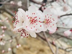 -白水寺森林公园