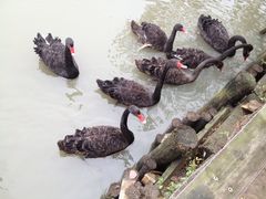 -溱湖国家湿地公园