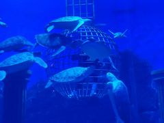 -芜湖新华联大白鲸海洋公园