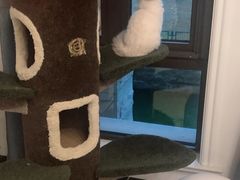 -Bastet sally猫舍购宠(静安店)