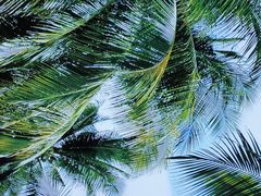 -探窝·竹笙椰子鸡(杨箕店)