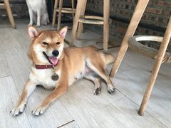 -柴犬高等学院·狗咖·柴犬售卖·宠物训练