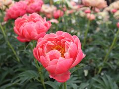 -扬州芍药园(仪征市)