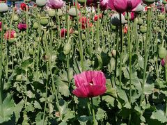 -国家植物园南园