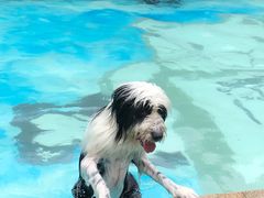 -汪说喵讲宠物乐园宠物酒店(红星美凯龙店)