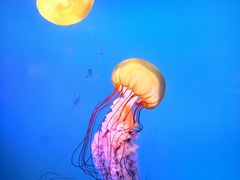 -太平洋海底世界