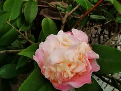 -杭州雅谷泉山庄酒店-餐厅