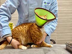 -瑞派名望志远动物医院·猫科·內科·异宠专科(直港大道店)