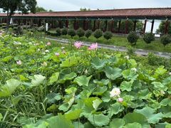 -洪湖生态旅游区