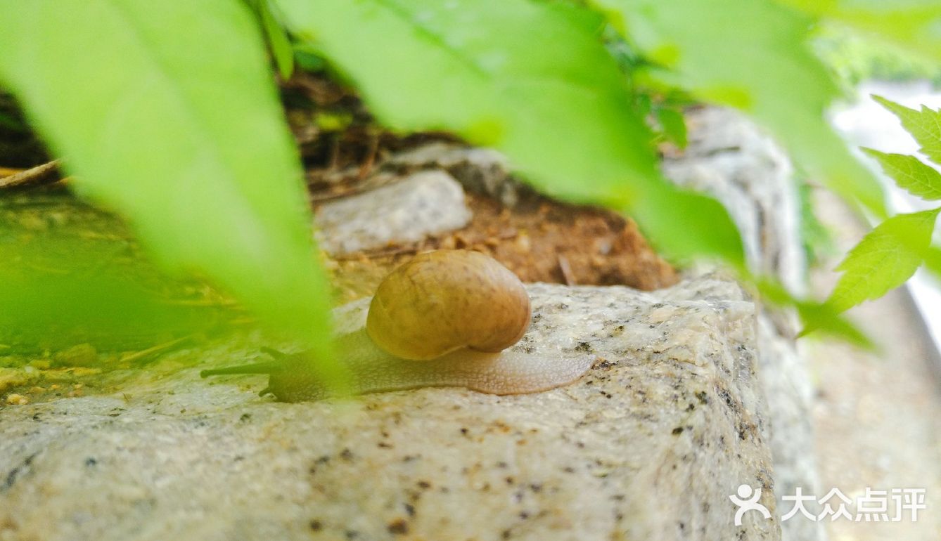 仔细观察还挺可爱的 感觉威海一下雨