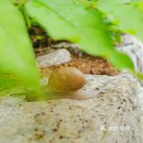 仔细观察还挺可爱的 感觉威海一下雨