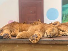 -大连森林动物园