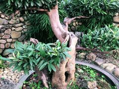 -阮氏酸汤鱼
