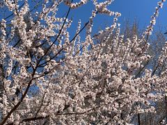 -桃花堤公园
