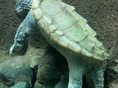 -太平洋海底世界