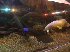 -悉尼海洋生物水族馆