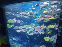 -暹罗海洋世界