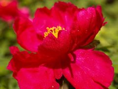 -神州牡丹园