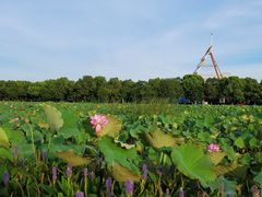 -艾溪湖湿地公园