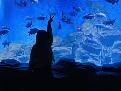 -石家庄海洋公园