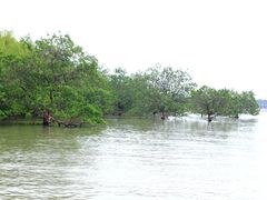 -宝安西湾红树林湿地公园