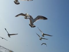 -海驴岛(荣成市)