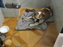-宠物之家Pets Home 宠物寄养酒店
