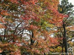 -常寂光寺