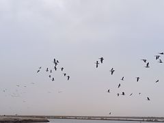 -南大港湿地风景区