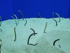 -上海海洋水族馆