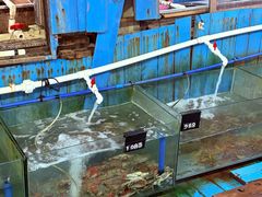 -蓝湾碧波·老字号·疍家非遗海上餐厅