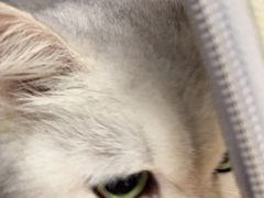 -瑞派康怡24h宠物医院·犬猫医疗中心·微创绝育(瑞景分院)