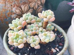 -中环花鸟鱼虫市场