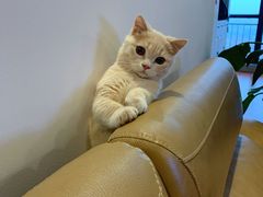 -东方名猫馆·英短金渐层布偶猫舍(环线广场1号楼店)