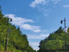 -武陵山森林公园