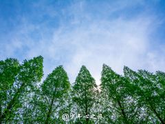 -黄海国家森林公园