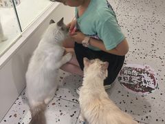 -喵喵咪呀布偶猫咖(春熙路店)