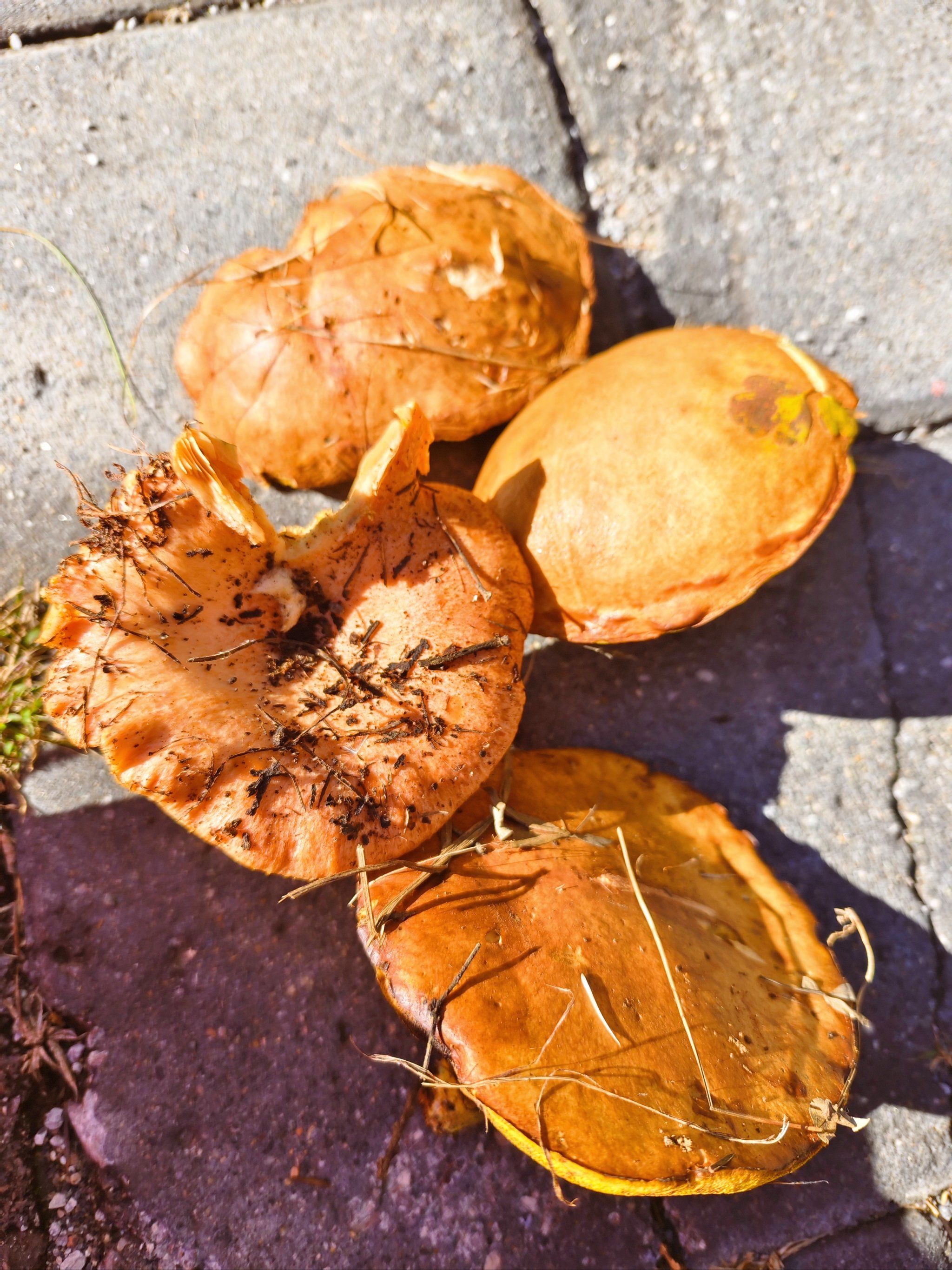 延庆|带娃免费摘松蘑