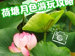 -荷塘月色湿地公园·向阳花洲
