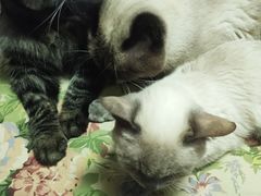 -纳吉亚猫专科动物诊疗中心(蒋宅口分院)