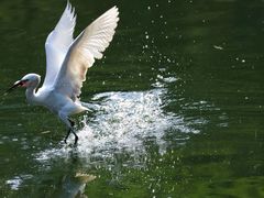 -重庆彩云湖湿地公园