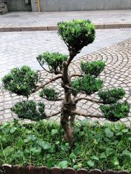 -罗亚帝造型