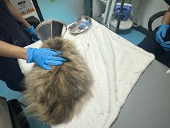 -宠物星动物医院·眼科·异宠·猫科(江南大道总院)