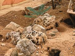 -石家庄市动物园