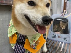 -瑞派动物医院·绝育·犬猫全科·预防医学(光景江南中店)