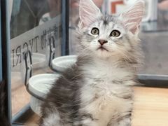 -袖虎·猫馆(体育西路店)