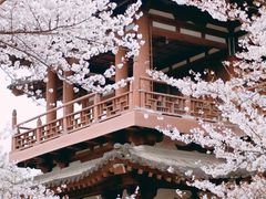 -西安青龙寺遗址景区
