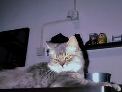 -PETKIT 小佩宠物·低压洗护·美容·寄养(安远店)